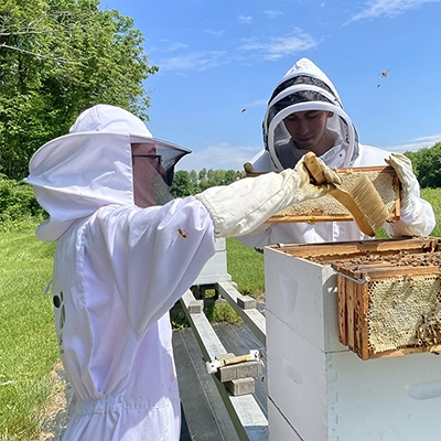 Bonoan lab keeping bees